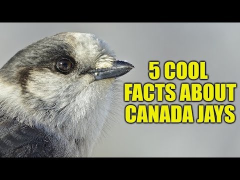 カナダ・ジェイズ（グレイ・ジェイズ）についての5つの興味深い事実 (5 INTERESTING FACTS About Canada Jays (Gray Jays))