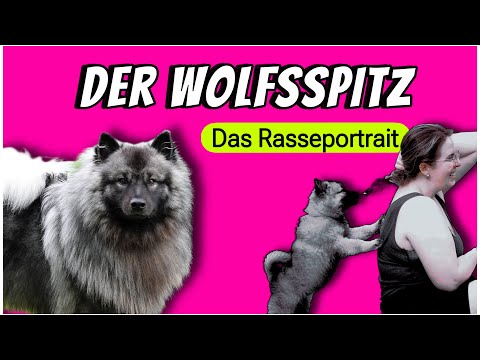 The Wolfspitz - a watchdog with a heart ❤️ Character, training and description of the breed