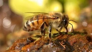 preview picture of video 'PROPOLEO  - Propolis en apicultura y miel.'