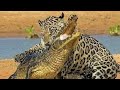 Nayak Nhi Khalnayak Hu Mai Tiger Vs Crocodile Lion Status Short Shortvideo
