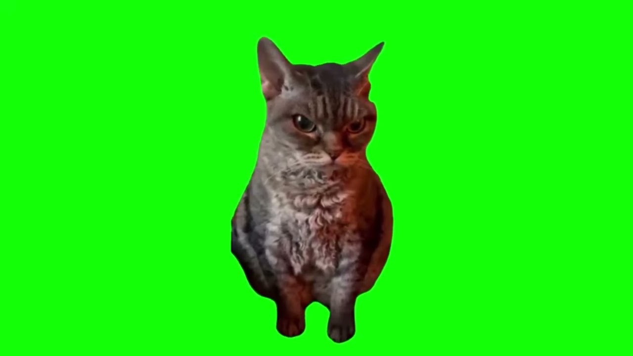 Suspicious Cat | Green Screen Meme | No Copyright | Free Download