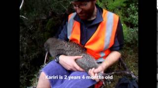 preview picture of video 'A day in the life of a Arthur's Pass Kiwi Handler'