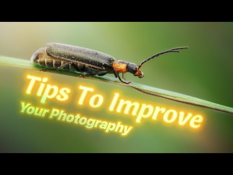 How To Improve as a Macro Photographer
