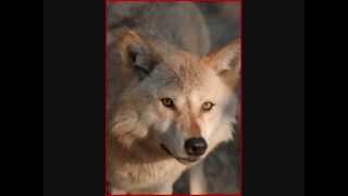 Howl help our wolves  Live
