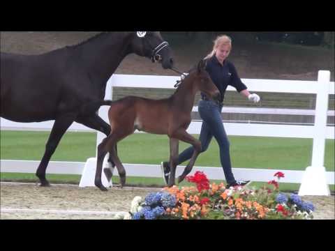 *2017 Hengstfohlen von Rubin Royal - Desperados FRH