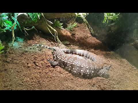 At Reptile House at Dubai Safari Park 12.12.2017