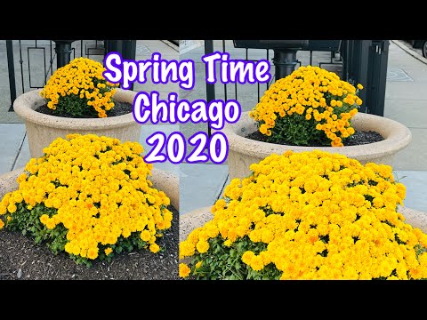SPRING TIME CHICAGO-2020