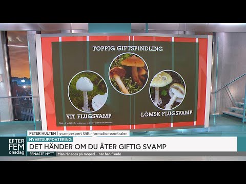 Det händer om du äter giftig svamp – de här ska du undvika | Efter fem | TV4 & TV4 Play