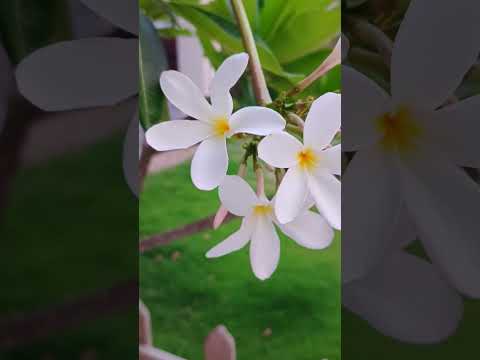 Plumeria 🌼