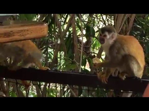 Hotel casa Verde, costa rica , monkeys on property
