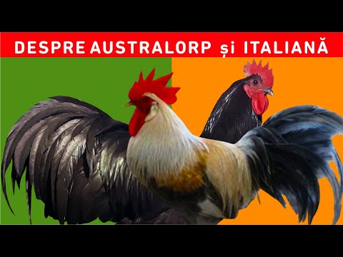 , title : 'Rasa de găini Australorp și rasa Italiană, ce ar trebui să ști despre aceste rase. #viațalațară'