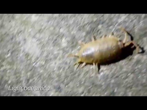 Ligia oceanica - Massive Sea Slater observed in Bridlington (EY, UK)