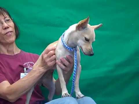 RESCUED! A5095436 Bobbie Joe | Chihuahua