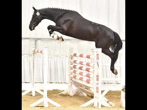 2015 Hanoverian jumper mare by FOR PLEASURE 16.2 hh www.sporthorses-online.com