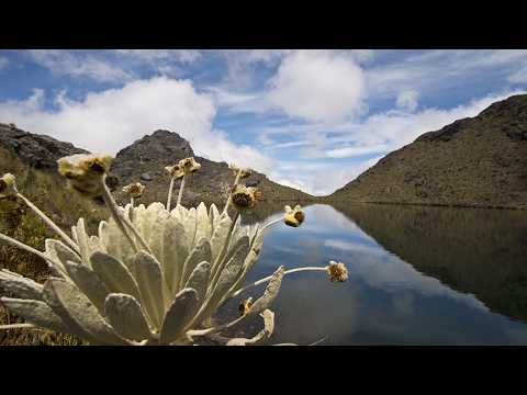 #medioambiente - Revocan protección de 1.499 hectáreas de Santurbán