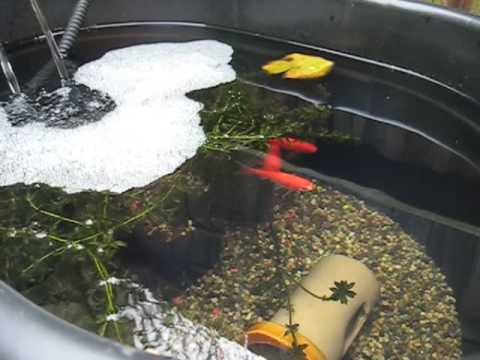 Goldfish Container Pond with DIY Filter