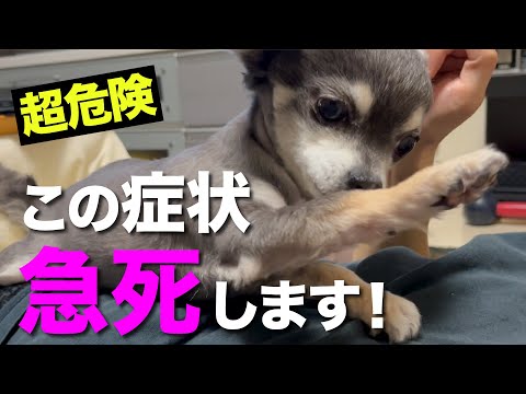 犬の心臓発作:症状と対処法