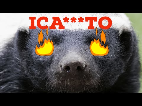 QUESTO ANIMALE È SEMPRE INCA***TO….IL TASSO DEL MIELE