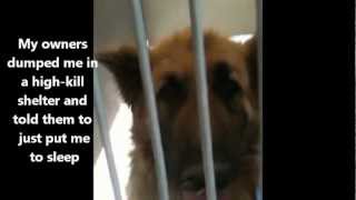 General - The throw-away dog