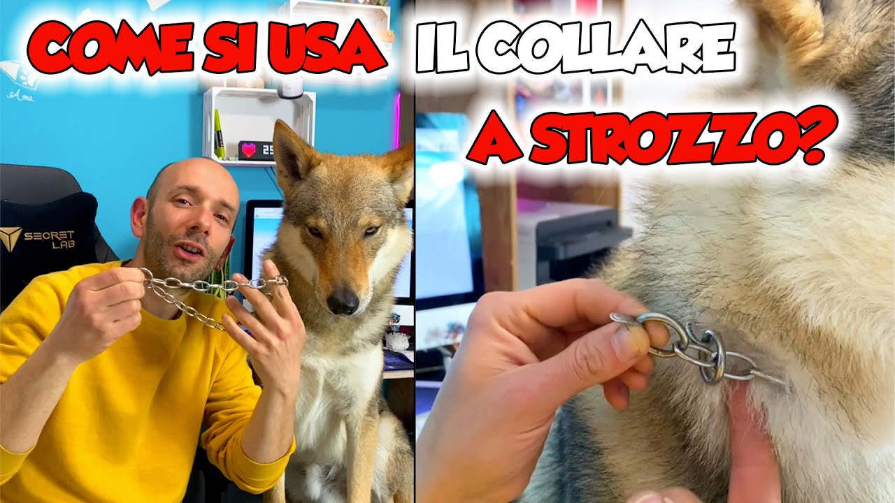 COLLARE A STROZZO COME SI USA #shorts #dog #dogs #cane