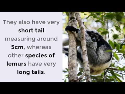 18 Amazing Things You Should Know About Indri