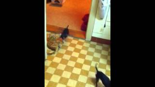 Le bal des animaux 2