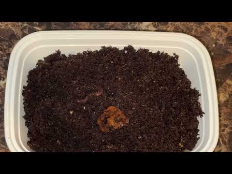 Short update on red wiggler breeding project 1/25/25