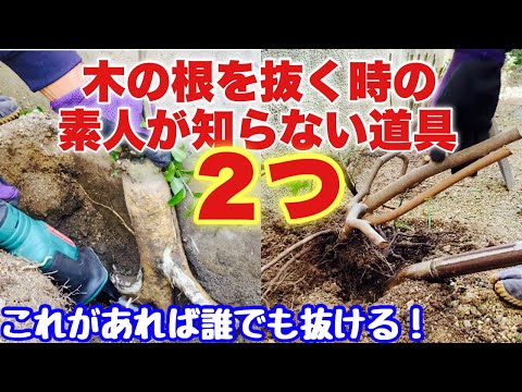 狭葉オリーブヤナギ 植物