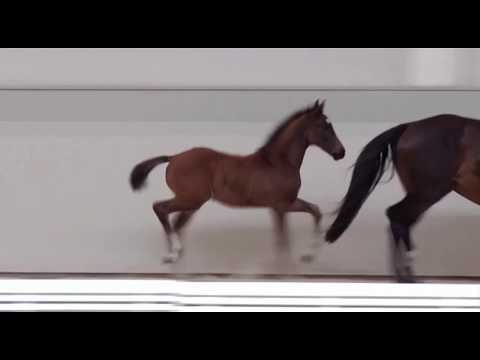 Typvolles Hannoveraner Fohlen von Secret