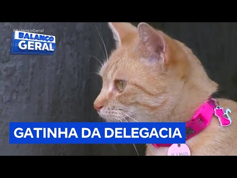 Gatinha resgatada por delegacia se torna mascote do local, no interior de São Paulo