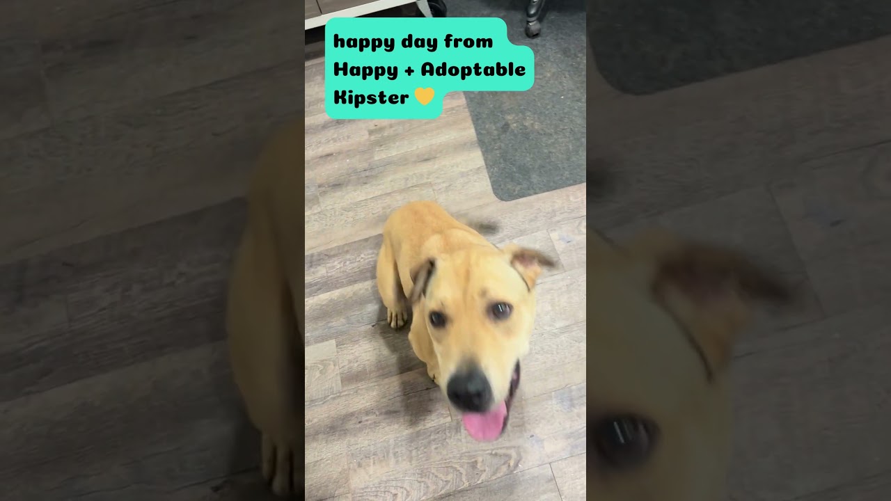 Enlarge Kipster, a Adoptable mixed breed in Rossville, TN video 5/5