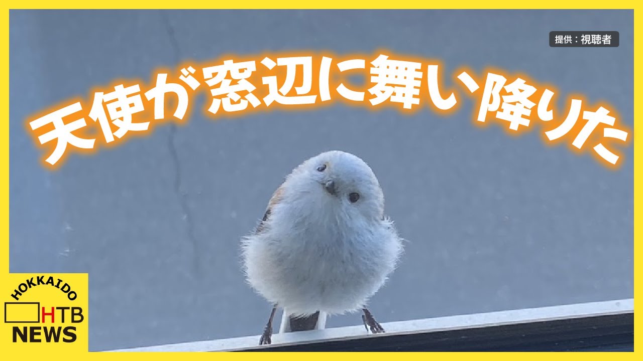 天使が窓辺に舞い降りた！