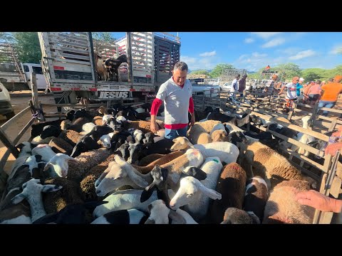 FEIRA DO BODE DE JATAÚBA-PE DIA 30/04/2026 