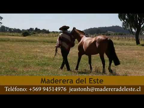 Serie Potros/ Clasificatorio Zona Norte El Convento 2024