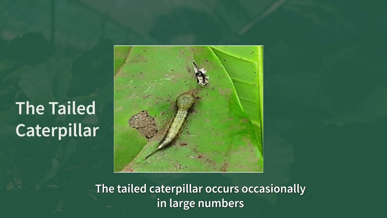 Video 5: Management of Clonal Coffee Nursery Pests and Diseases