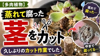 【多肉植物】蒸れて腐った茎をカット✂️久しぶりのカット作業でした【韓国タニラー】
