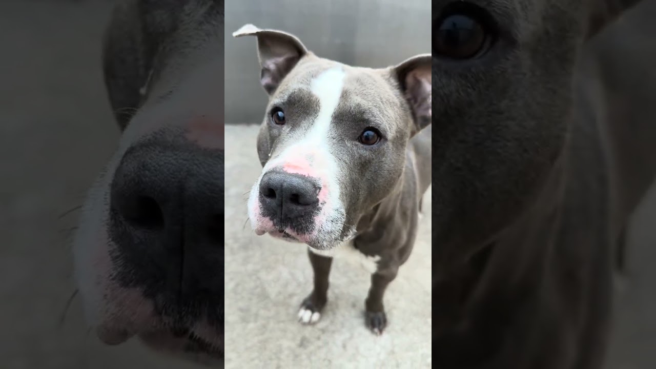 Enlarge Elvin, a ADOPTABLE Pit Bull Terrier in Chicago, IL video 5/5