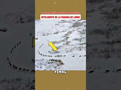 La formación de desplazamiento inteligente de la manada de lobos