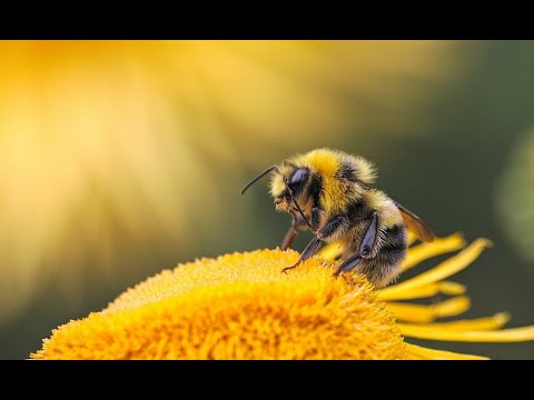 Tap Ninja pt.105  Kbi Wan Solo /  Tuesday TossUp