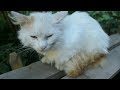 Cat With A Black Nose And Cat With Orange Tail