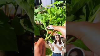 Download lagu Tanam Kemangi di Polybag, Praktis dan Cepat Tumbuh #kemangi #stek #planting #gardeningtips mp3 Download lagu Tanam Kemangi di Polybag, Praktis dan Cepat Tumbuh #kemangi #stek #planting #gardeningtips mp3