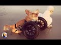 Dog Chicken Can T Imagine Life Without Each Other The Dodo