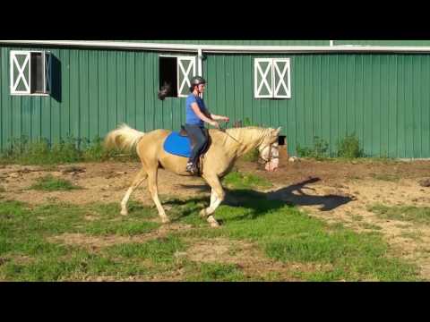 Drogo, an adopted Tennessee Walker & Quarterhorse Mix in Huntington, WV_image-1