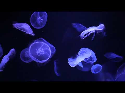 CHILD OF THE SEA - Relaxing Ocean Music - Griffin Hall