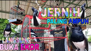 Download lagu SIMULASI LOMBA KACER mp3