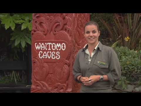 Conheça os habitantes locais: cavernas de Waitomo
