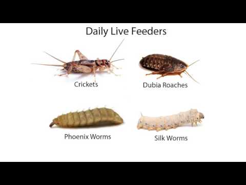 Pecha Kucha Dayton Vol 28 - Brynn DeLange