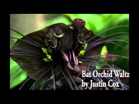 Bat Orchid Waltz by Justin Cox