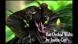 Bat Orchid Waltz by Justin Cox