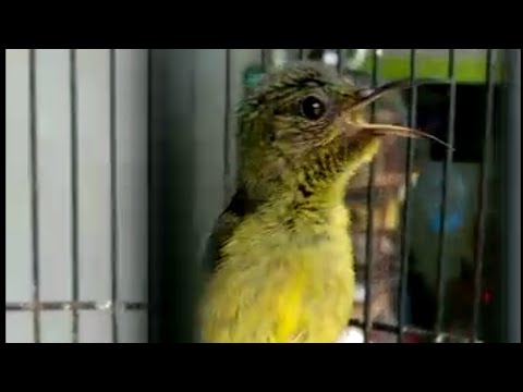 Unduh 68 Foto Gambar Burung Sogon Terbaik Gambar Burung